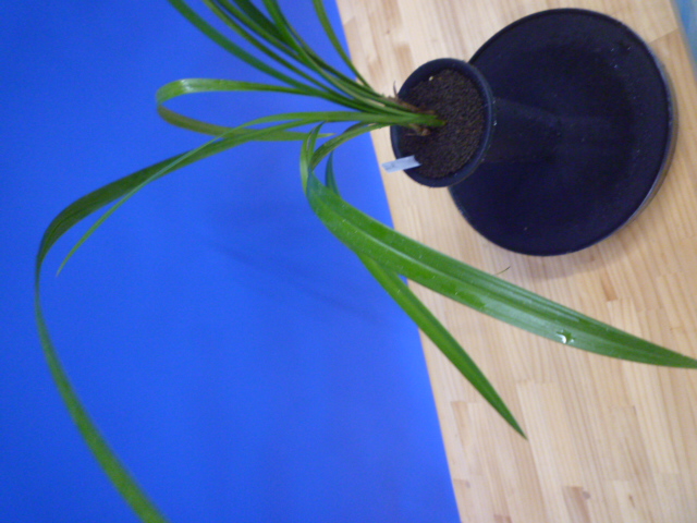 寒蘭専門店 東洋蘭センター / 白妙 （しらたえ）白花素心 鹿児島県産 1