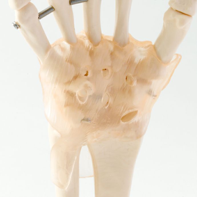 手関節模型 靭帯付き | トワテック