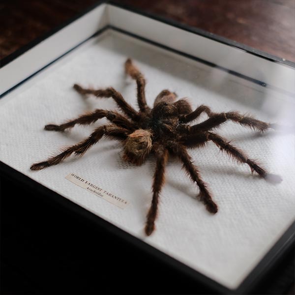 Tarantula タランチュラ 標本 – zakka store towi