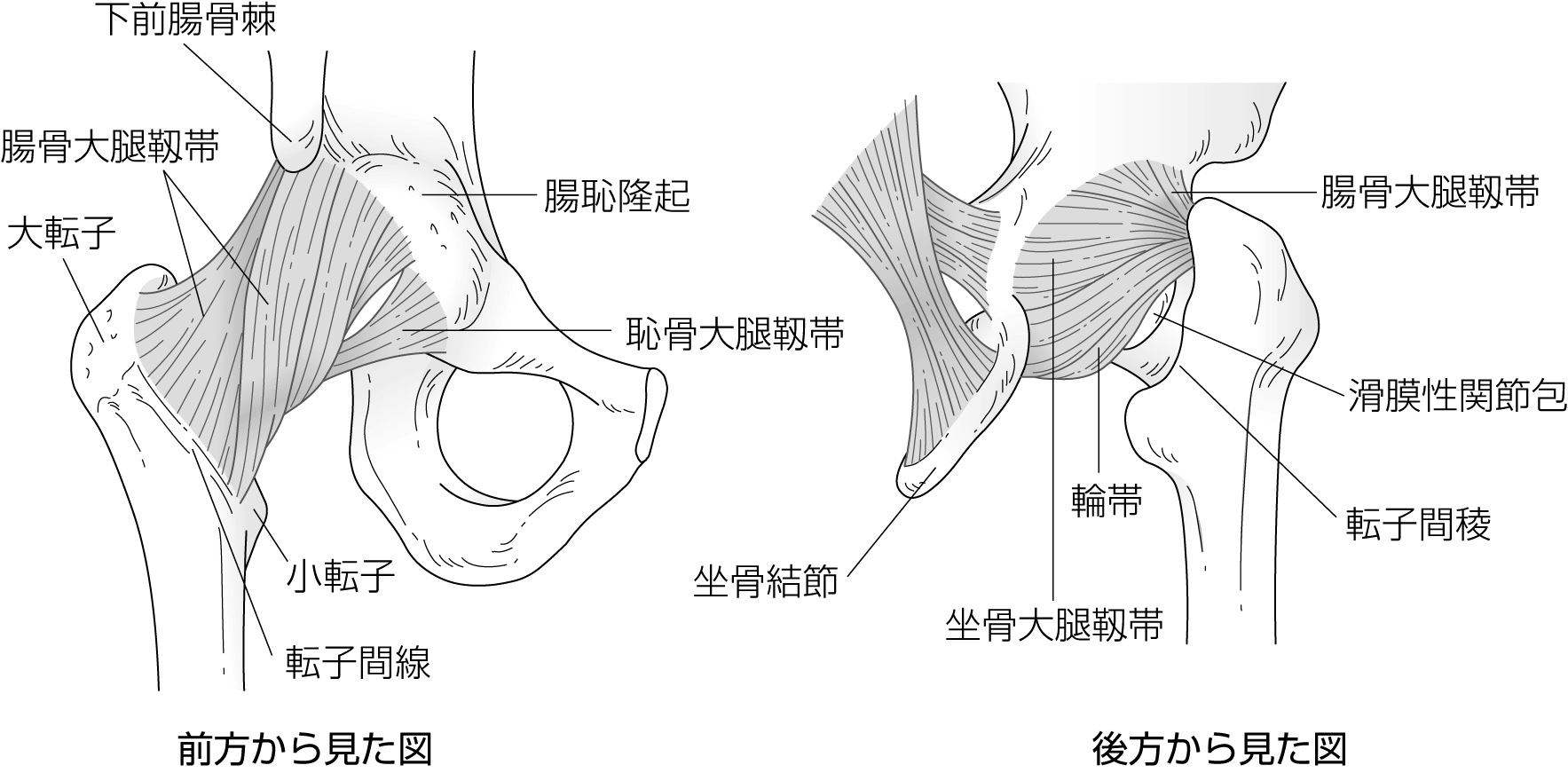高齢者大腿骨近位部骨折 - 東京科学大学 整形外科