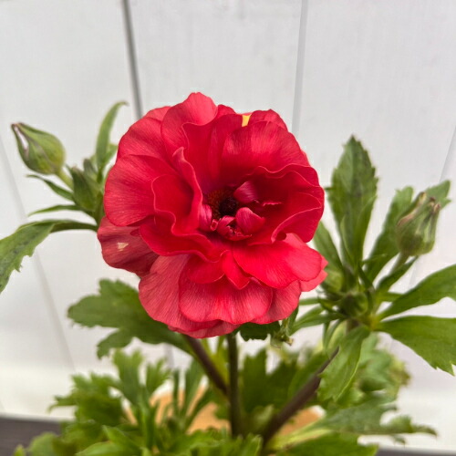 楽天市場】ラナンキュラス ラックスシリーズ ムーサ 4号（直径12cm