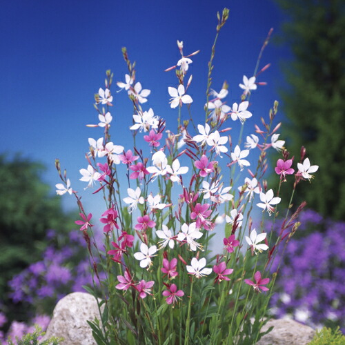 楽天市場】ガウラ（白蝶草） ホワイト3号（直径9cm）ポット苗2ポット