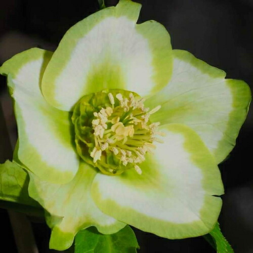 楽天市場】クリスマスローズ 利休系グリーンリップ シングル