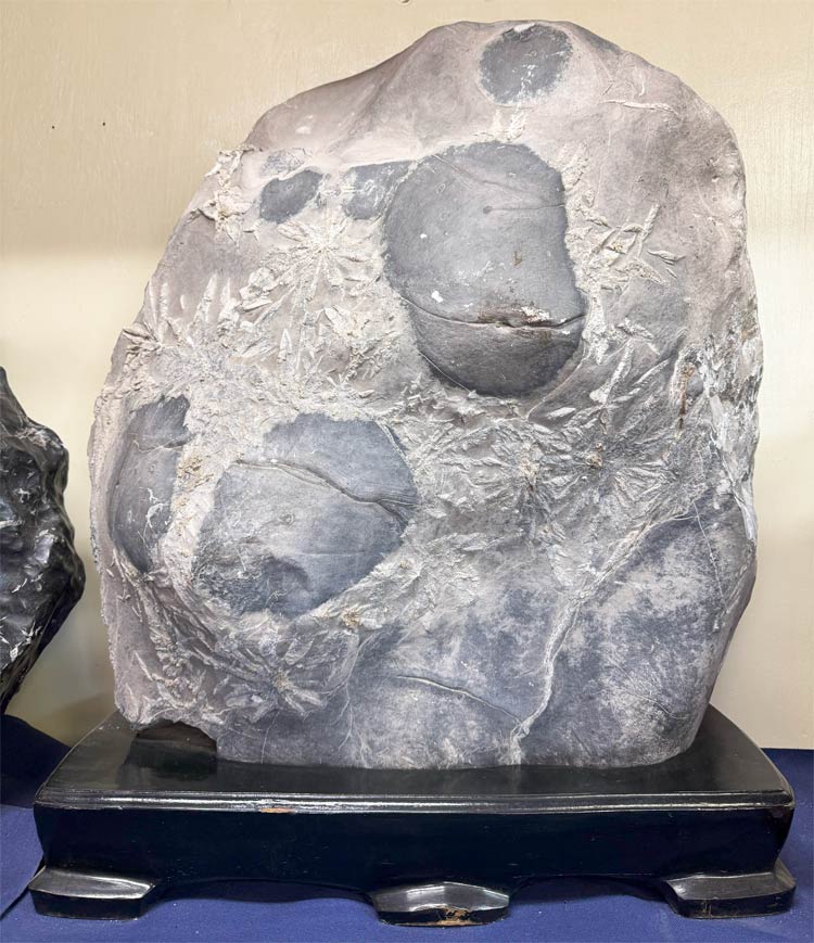 楽天市場】菊花石 【42】台付き 高さ約68cm 鑑賞石 盆石 景石 飾り石