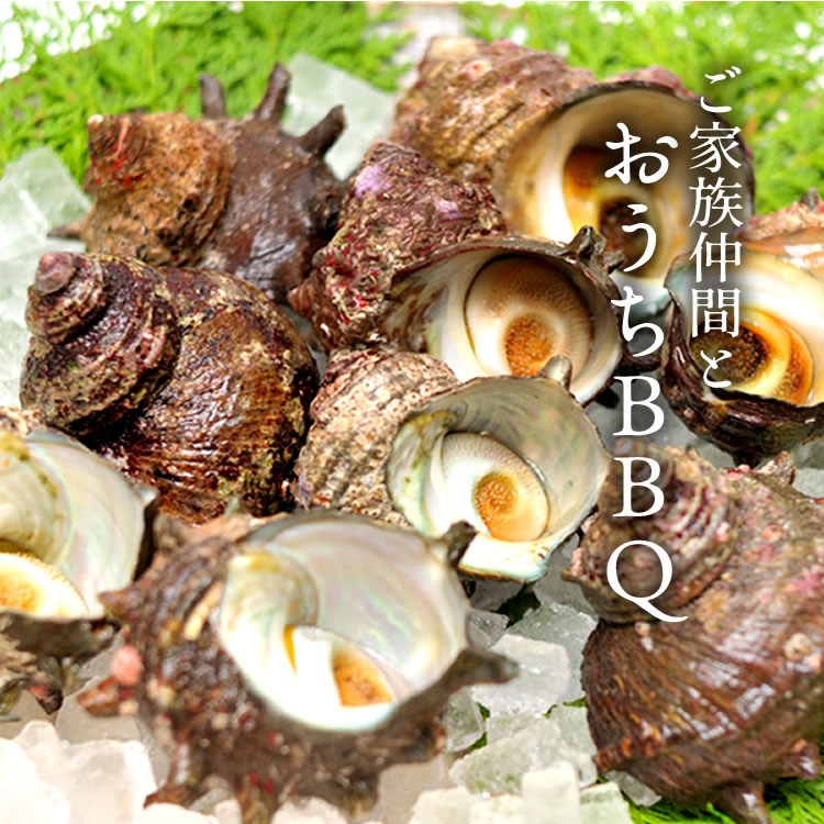 楽天市場】サザエ 活き 天然 活さざえ 1kg［7-10個入］鳥取県 海の幸