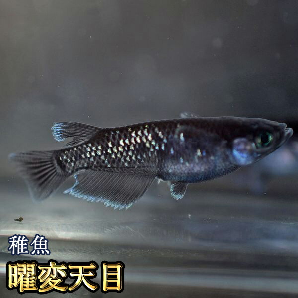 いのちの童話: メダカ銀河をゆく/手塚 カズ ぽっかち｜マンガ｜手塚治虫 TEZUKA OSAMU OFFICIAL