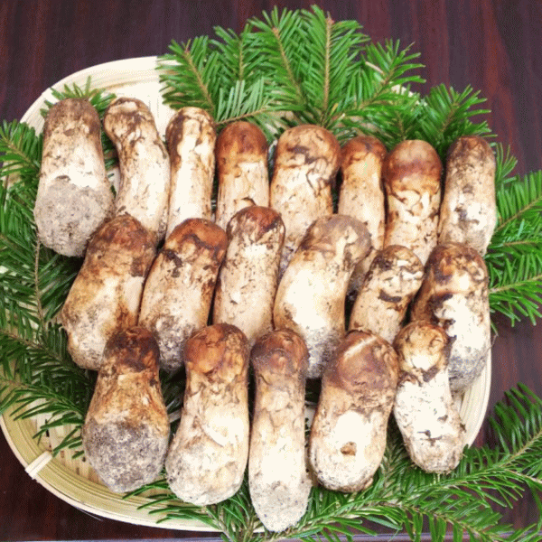 楽天市場】【予約商品】【9月中旬－10月上旬採れ次第発送】松茸 送料