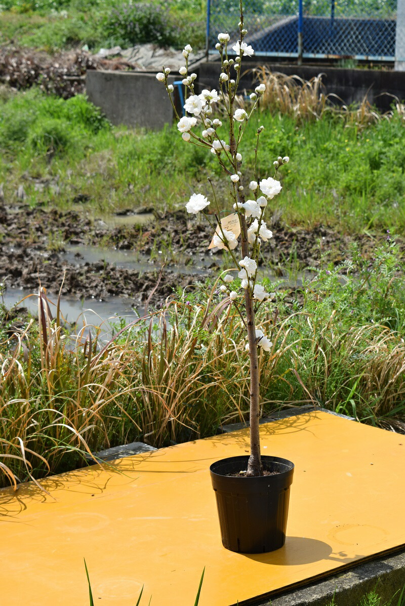 楽天市場】おすすめ3色桃2026年4月中頃～5月開花照手桃苗【照手紅・照