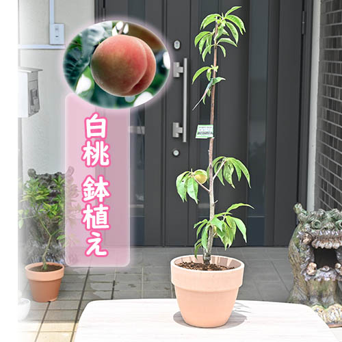 楽天市場】育てる桃鉢植え白桃 素焼き鉢入りもも : 園芸百貨店何でも