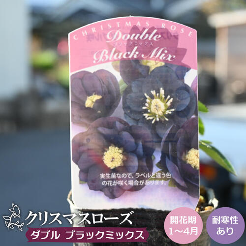 苗 クリスマスローズ ブラック」の人気商品一覧 | 安い商品を通販