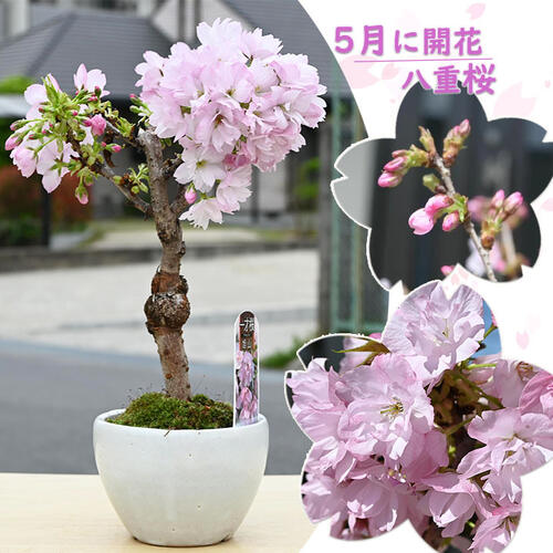 楽天市場】5月に桜のお花見を母の日のプレゼントに笑顔の花が咲く誕生