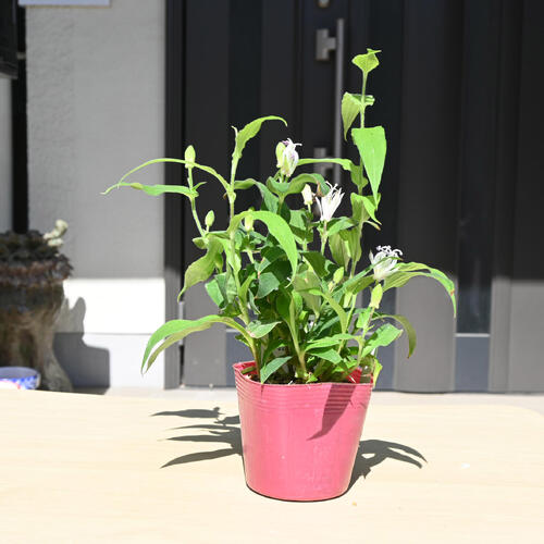 楽天市場】2026年NEW ホトトギス 初恋 ポット苗 山野草 多年草 : 園芸