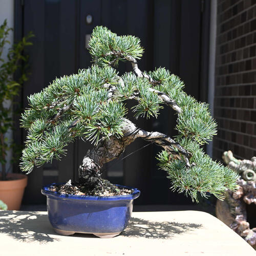 楽天市場】現品 2025年9月2日撮影 五葉松盆栽 本格 五葉松 盆栽 縁起の