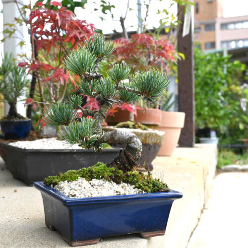 楽天市場】2026年NEW 五葉松盆栽 本格 五葉松 盆栽 縁起のよい木 樹形