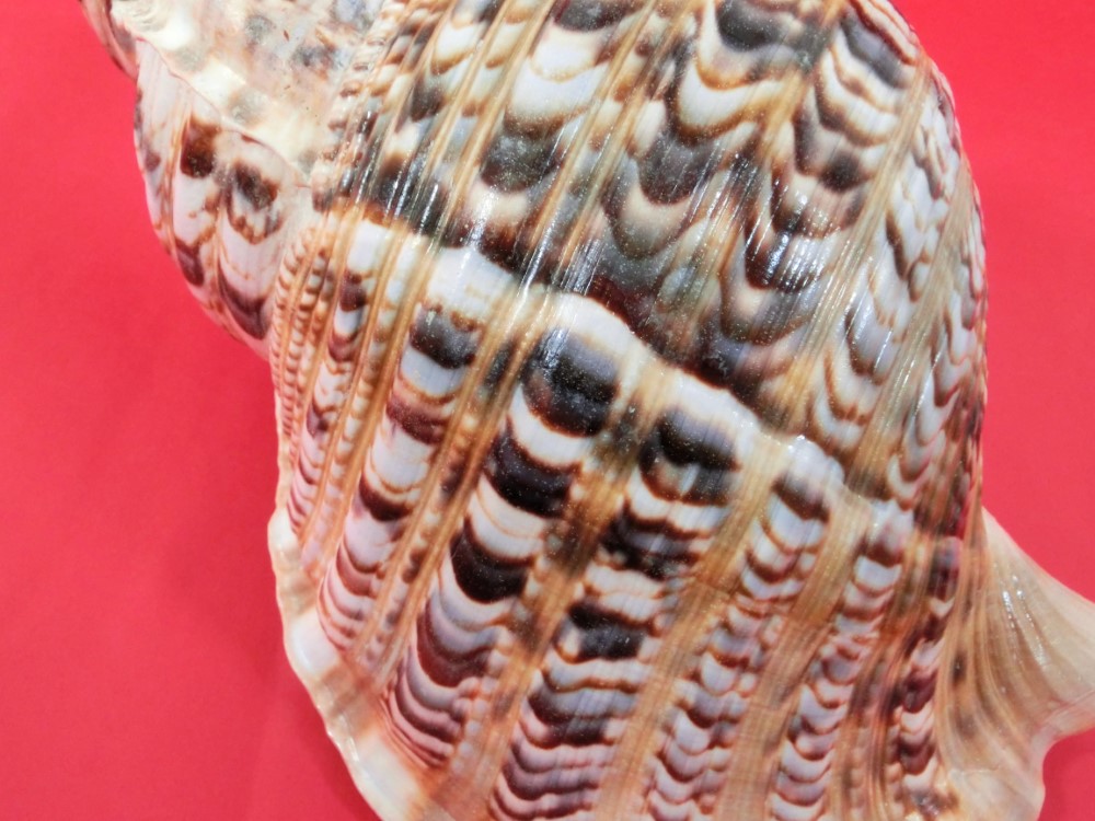 楽天市場】【法螺貝】ほら貝 特大 41センチ : 三島屋楽器