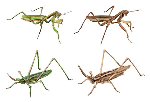 楽天市場】いきもの大図鑑アドバンス オオカマキリとショウリョウ