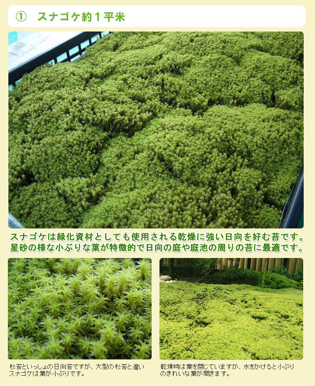 楽天市場】苔 こけ コケ スナゴケ 砂苔 【スナゴケお庭用セット（約1
