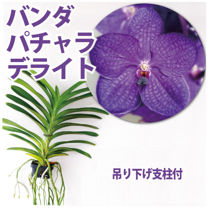 楽天市場】洋ランの苗『バンダ「パチャラデライト 'ブルー'」【花咲く