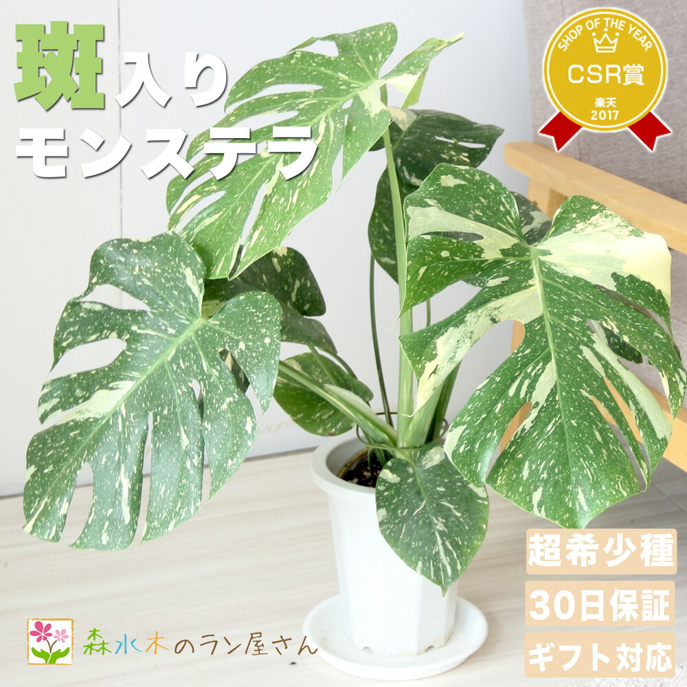楽天市場】『斑入りモンステラ デリシオーサ タイコンスタレーション 6