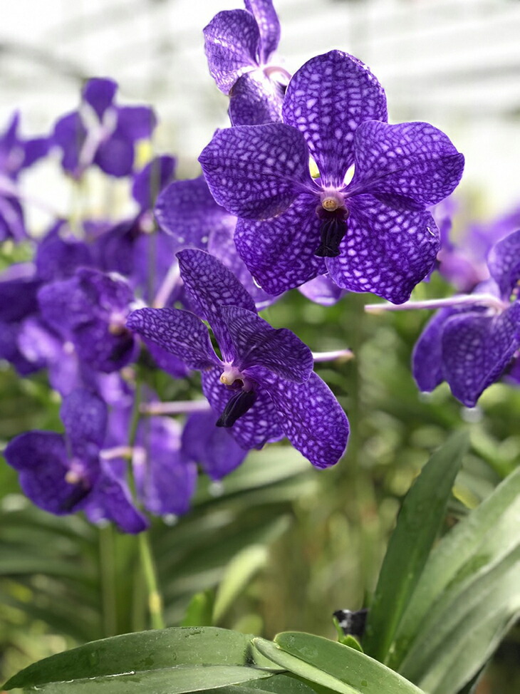 楽天市場】洋ランの苗『バンダ「パチャラデライト 'ブルー'」【花咲く