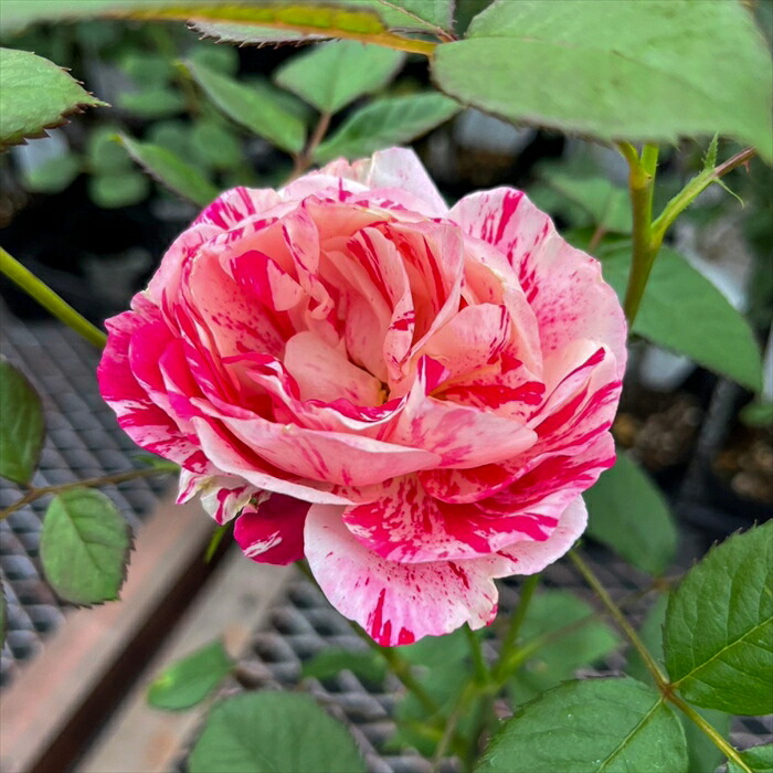 楽天市場】予約販売 バラ 苗 バラ 新苗 大輪 センチメンタル 木立性