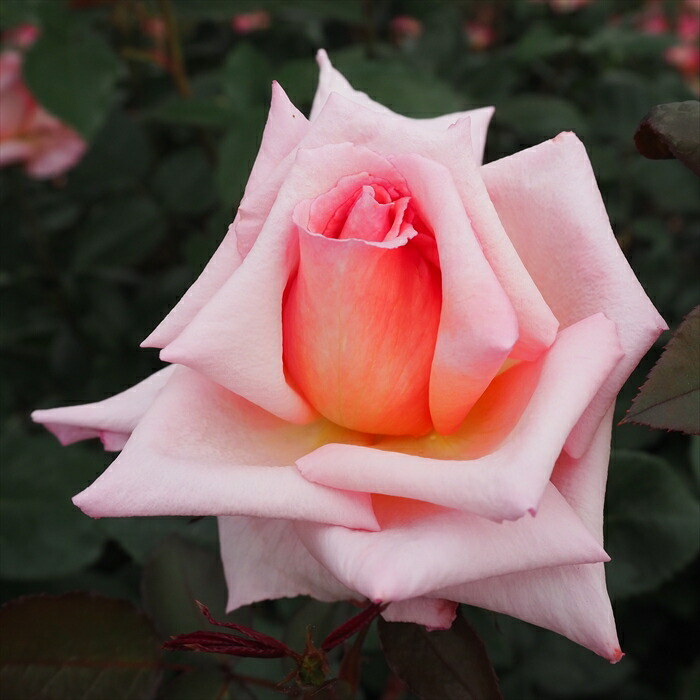 楽天市場】予約販売 バラ 苗 バラ 新苗 つるバラ コンパッション つる