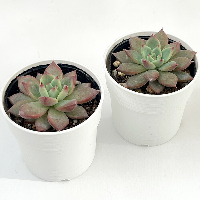 楽天市場】多肉植物 hmエケベリア リンゼアナ実生 多肉植物 エケベリア
