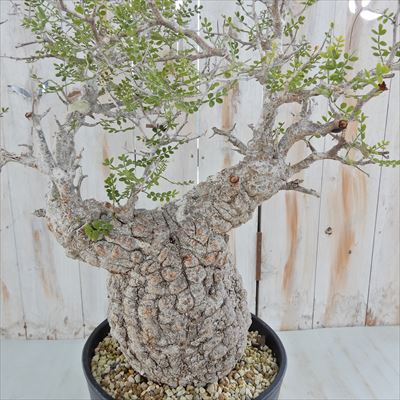 楽天市場】多肉植物 caオペルクリカリア パキプス 現品販売 0822-10