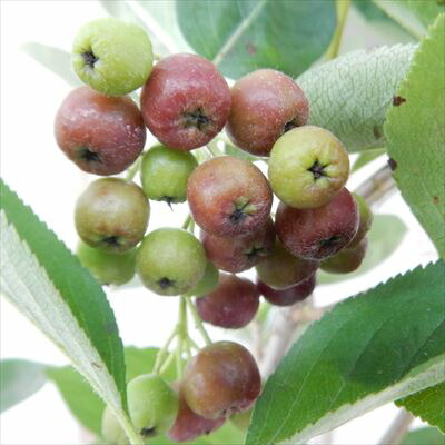 楽天市場】アロニア チョコレートベリー 10.5cmポット スーパーフード