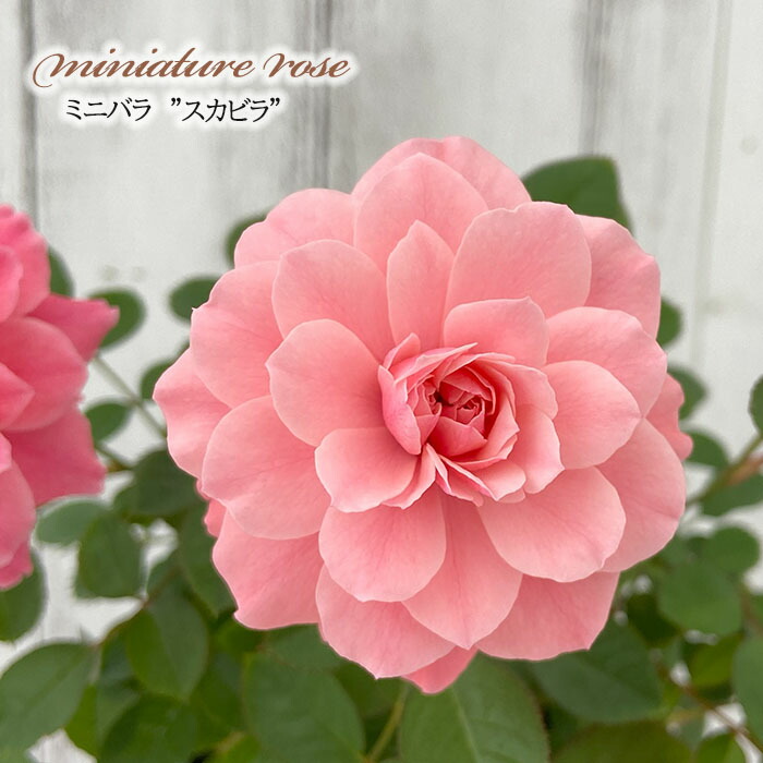 楽天市場】【まもなく締め切り】 予約販売 ミニバラ スカビラ 3号