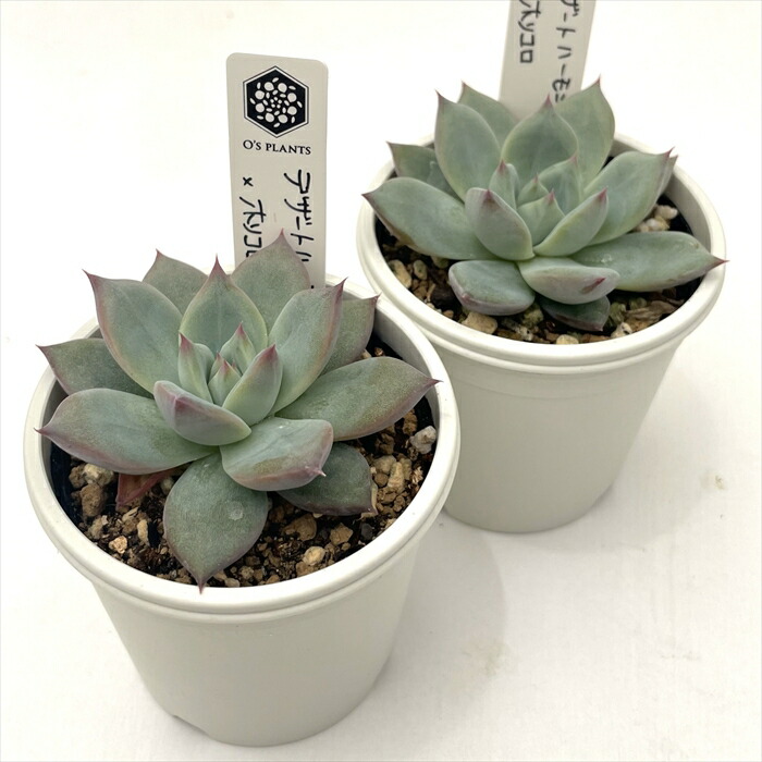 楽天市場】多肉植物 O'sエケベリア デザートハーモニー×ホリコロ 多肉