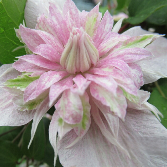 楽天市場】【まもなく締め切り】 予約販売 クレマチス 苗 咲良の妖精