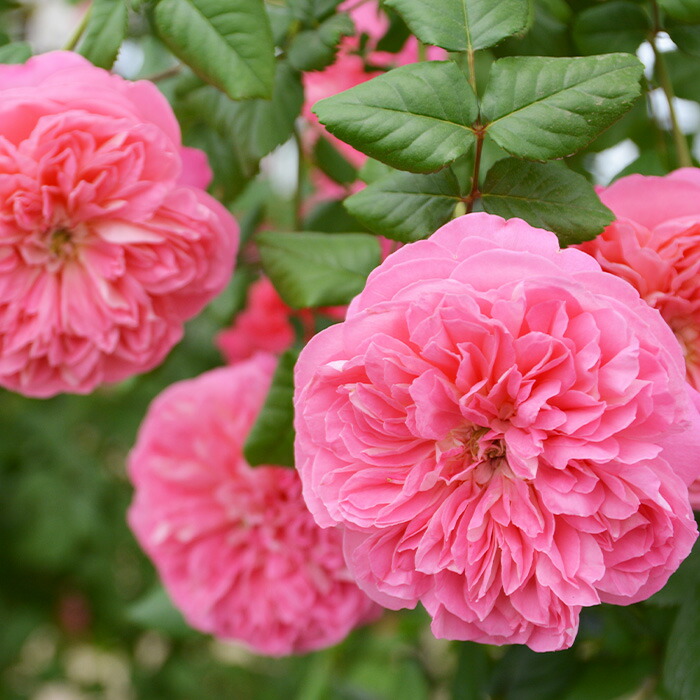 楽天市場】予約販売 バラ苗 バラ大苗 ロサ オリエンティス ライオン