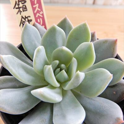 楽天市場】多肉植物 oriミックスベリア No.036 霜飾り 多肉植物 お