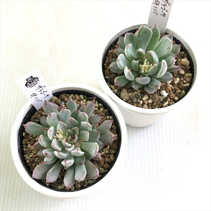 楽天市場】多肉植物 yukエケベリア ザラゴーサspノバ 多肉植物 優木園