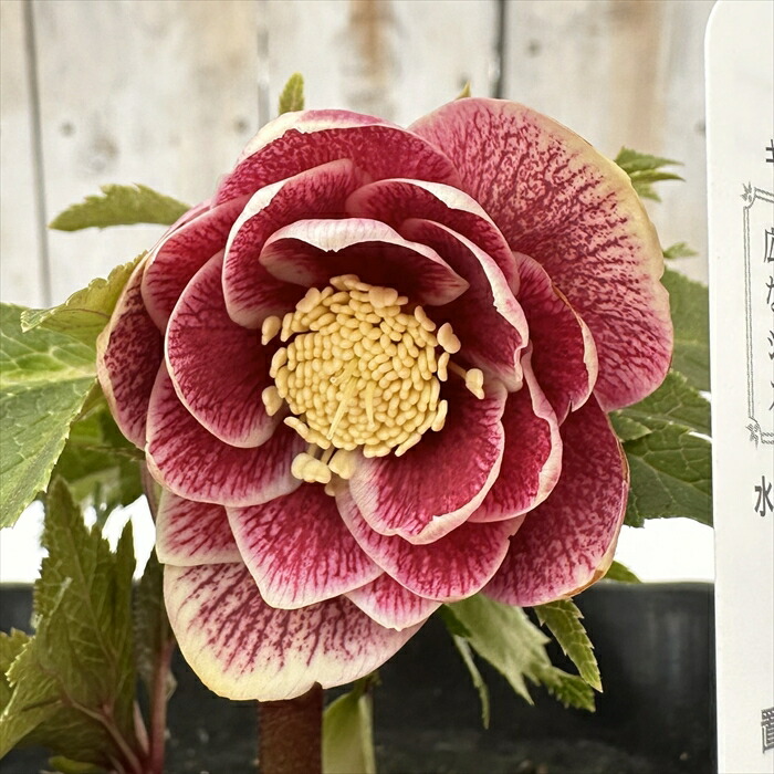 広瀬園芸　クレオパトラ系ダブル　超美人株 2026年最新】広瀬園芸のクレオパトラの人気アイテム - メルカリ