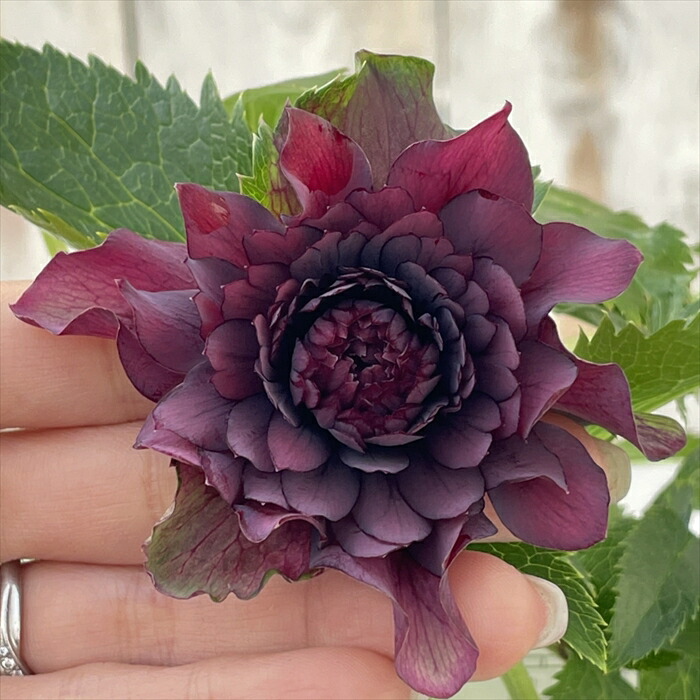 そ*う様 クリスマスローズ【広瀬園芸】クレオパトラ花終わり 楽天市場】クリスマスローズ クレオパトラ 0123-004 現品販売 送料無料