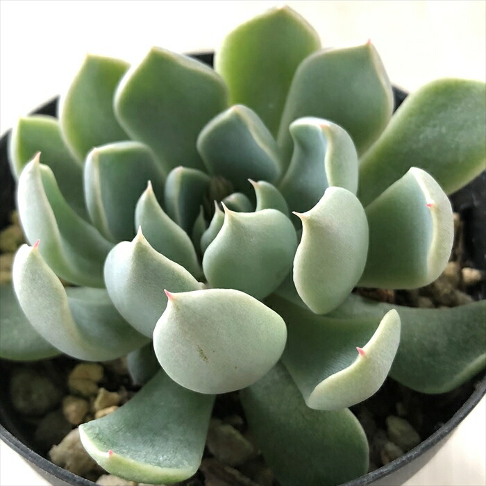 超希少 スノーホワイト 超特大 サンスベリア ロリダ サボテン アガベ