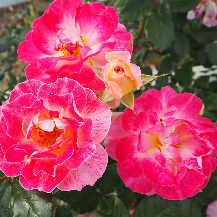 楽天市場】予約販売 バラ苗 バラ大苗 中輪 シャンパンカクテル