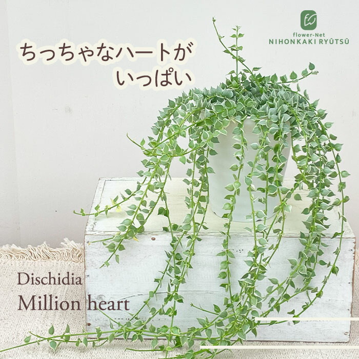 楽天市場】【まもなく締め切り】 予約販売 クレマチス 苗 マクロペタラ