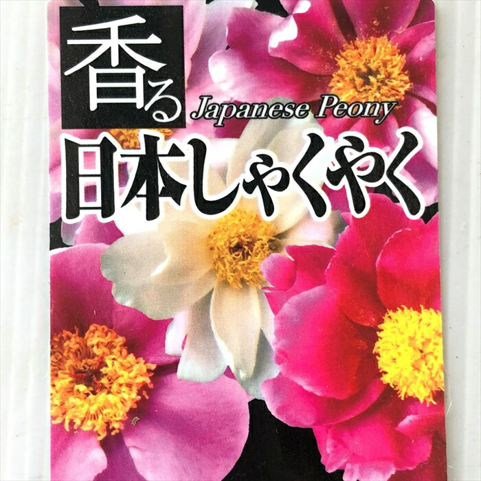 楽天市場】予約販売 芍薬 香る日本シャクヤク 12cmポット シャクヤク
