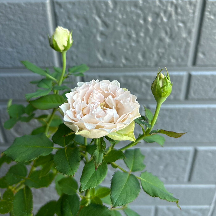 楽天市場】予約販売 バラ苗 バラ新苗 刀 契約品種 薔薇 ばら 国産苗