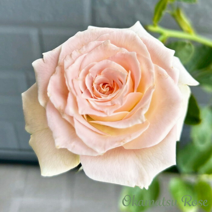 楽天市場】予約販売 バラ苗 バラ新苗 正 契約品種 薔薇 ばら 国産苗