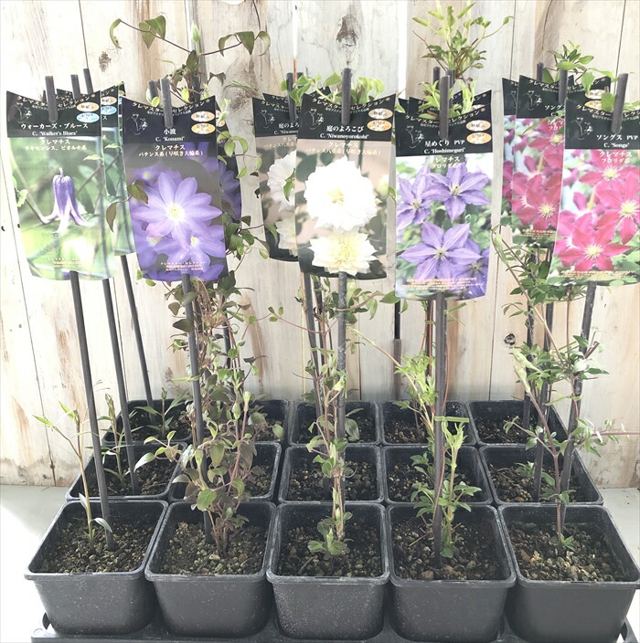 楽天市場】【まもなく締め切り】 予約販売 クレマチス 苗 流星