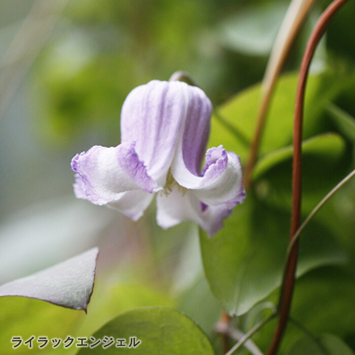 楽天市場】【まもなく締め切り】 予約販売 クレマチス 苗 ライラック