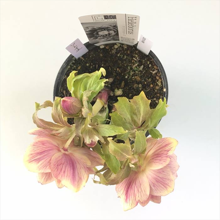 楽天市場】クリスマスローズ 広瀬園芸 ソレイユ ダブル 0213-006 現品