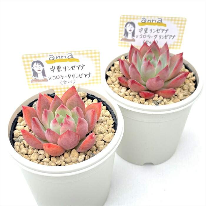 楽天市場】多肉植物 annaエケベリア 中里リンゼアナ×コロラータリンゼ