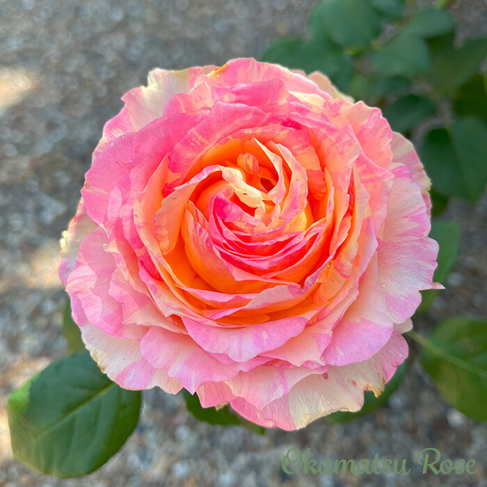 楽天市場】予約販売 バラ苗 バラ新苗 大阪城 契約品種 薔薇 ばら 国産