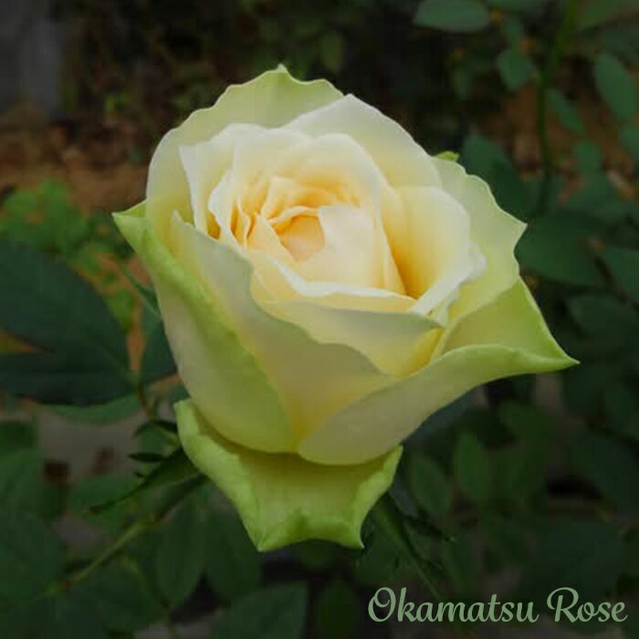 楽天市場】予約販売 バラ苗 バラ新苗 ゴッドマザー 契約品種 薔薇 ばら