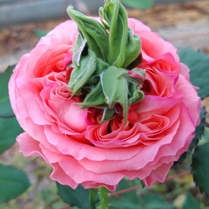楽天市場】予約販売 バラ苗 バラ新苗 鮭 契約品種 薔薇 ばら 国産苗